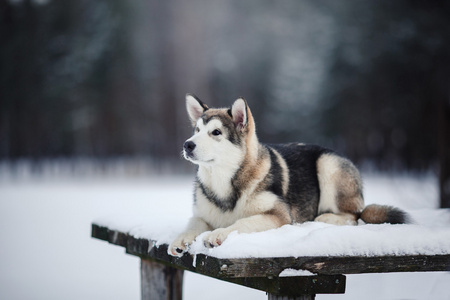 狗繁殖阿拉斯加雪橇犬走在冬天