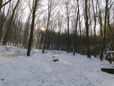 冬季森林中积雪覆盖的道路图片