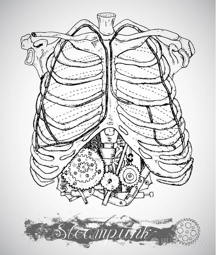 人的胸部肋骨的老式机制