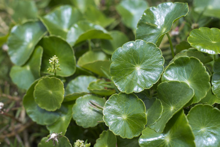 亚洲 pennywort, 积雪, 医学草药概念