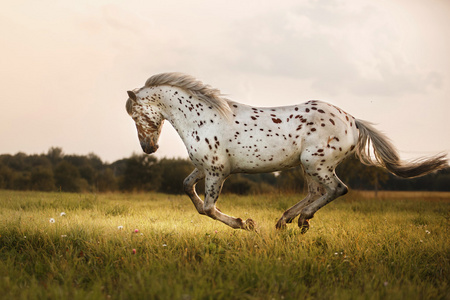 美丽的斑点的马图片