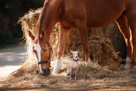 狗和小马图片-狗和小马素材-狗和小马插画-摄图新视界