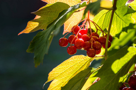 红色浆果荚蒾秋天背景上的一枝