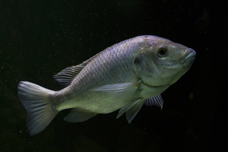 莫桑比克罗非鱼(moreochromis mossambicus).照片