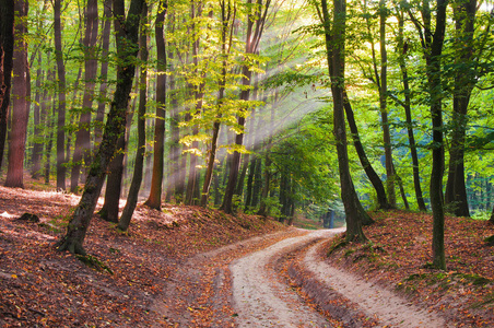 秋天森林里的晨光。这条路被落下的假期所覆盖。