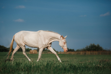 白色的马阿克哈-塔克红阿克哈-塔克马步骤白色的马阿克哈-塔克不同