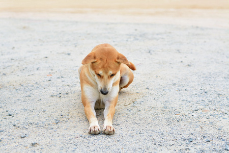 全犬种 Thailand.Thai 脊背龙狗