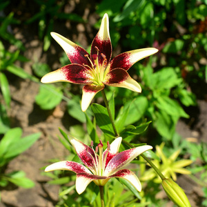 美丽的深紫色百合花网状的骄傲特写在户外花园的柔和绿色背景。春天, 自然。平躺, 顶部视图。雄蕊