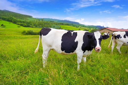 西班牙阿斯图里亚斯草甸的 Friesian 奶牛