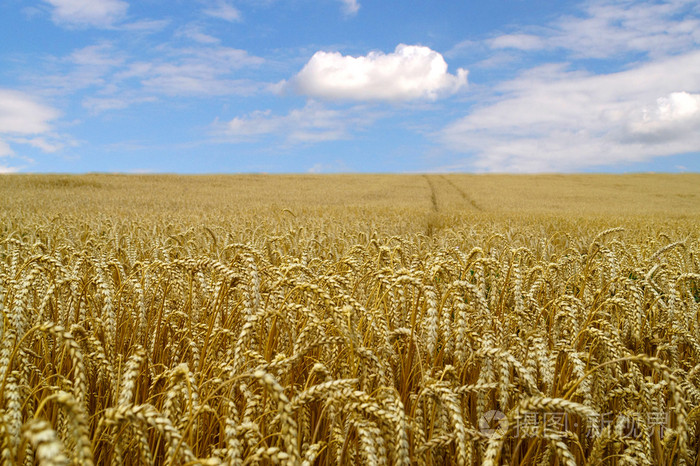 成熟的小麦,在蓝蓝的天空背景上的耳朵