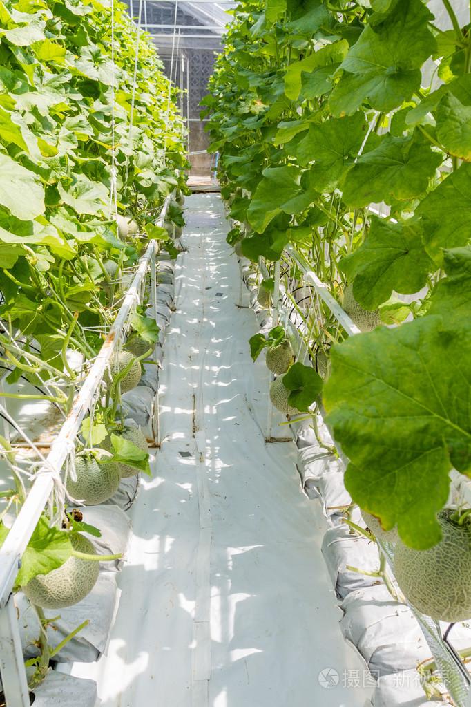 生长在温室甜瓜瓜