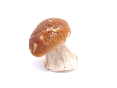 在白色背景上的牛肝菌蘑菇