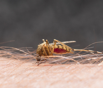 蚊子咬在皮肤上的宏图片