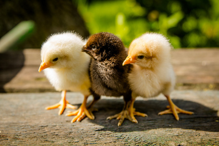 小的鸡正在争夺公鸡的爱大自然背景下美丽的公鸡鸡,公鸡,小鸡,卵,黑的