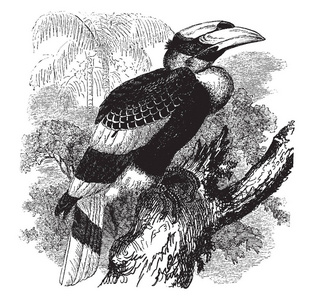 这个图像代表凹 Casqued 犀鸟是一个在亚洲发现的鸟家庭, 复古线画或雕刻插图