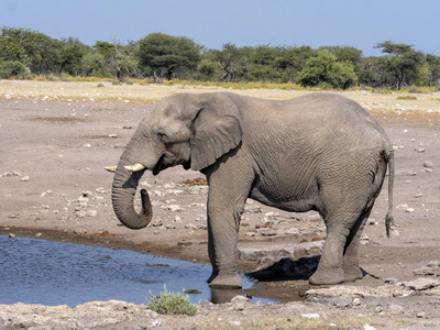 非洲象男性, 非洲象属, 基利坎贝尔, 水坑, Etosha 国家公园, 纳米比亚