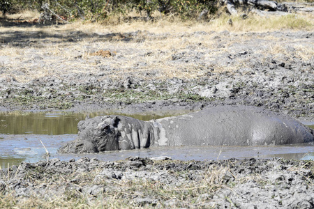 河马男性, 河马 amphibius 布满泥浆莫瑞米动物保护区国家公园, 博茨瓦纳