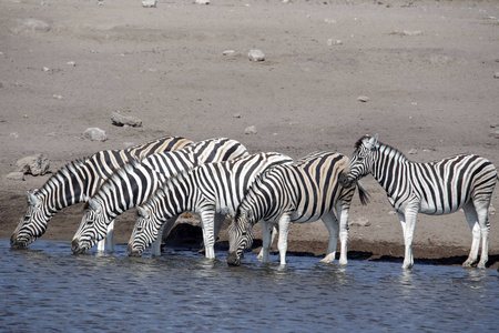 达马拉斑马群, 马 burchelli 安帝古伦, 附近水坑, Etosha 国家公园, 纳米比亚