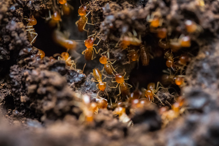 橙色的大蚂蚁