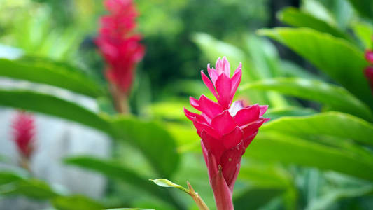 美丽的热带红姜花, 特写。purpurata VielleSchum