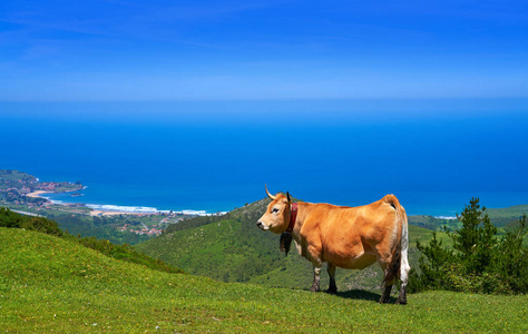西班牙背景下的高山与海洋中的阿斯图里亚斯牛