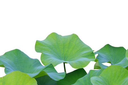大绿色荷叶上白色孤立.保存与剪切路径照片