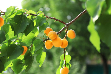 花园里的树枝上美味杏子