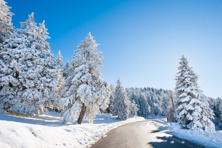 冬天的道路上覆盖着积雪的树木。阳光明媚的冬季美景