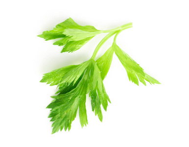 新鲜的绿色芹菜叶子在白色背景, 食物为健康概念