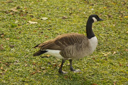 加拿大鹅Branta canadensis。