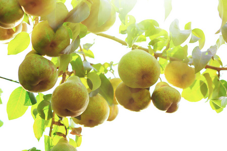 花园树枝上成熟多汁的梨