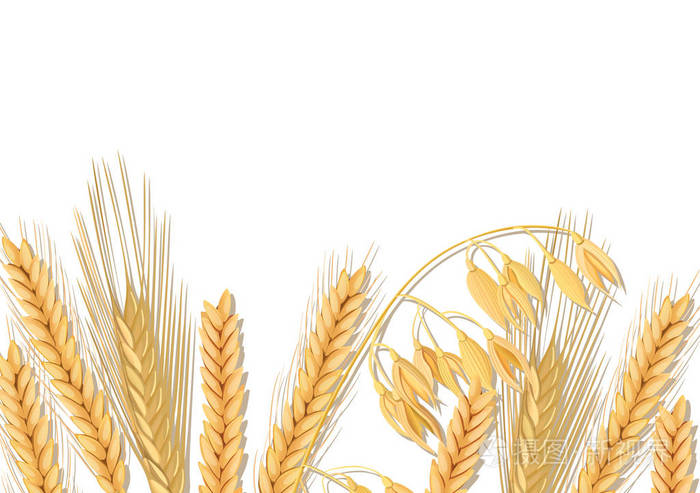 谷类小穗, 有耳, 捆和文字有机谷物, 天然产物.3d 图标矢量.