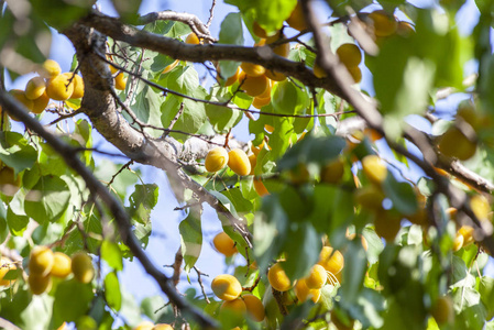 在阳光下的杏。树枝上多汁的水果。成熟的杏可以收割了。在绿叶和蓝天的背景下明亮的粉红色