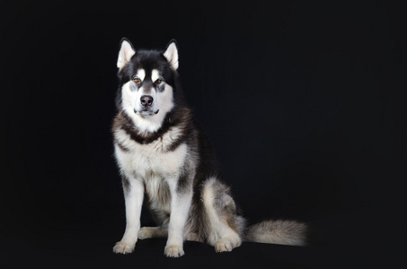 在黑色背景上的狗.画室肖像,阿拉斯加雪橇犬照片
