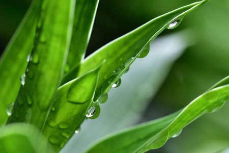 在植物园里, 雨后, 绿叶上有一滴水。