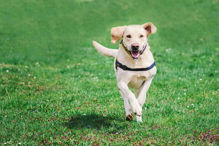 拉布拉多犬在绿草上运行