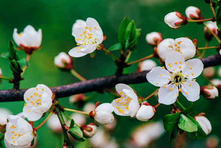 在春天绿色的叶子,自然绽放的梅花照片