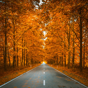 在秋天的树林路照片