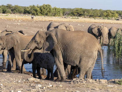 非洲象男性, 非洲象属, 基利坎贝尔, 水坑, Etosha 国家公园, 纳米比亚