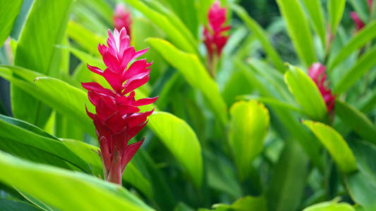 美丽的热带红姜花, 特写。purpurata VielleSchum