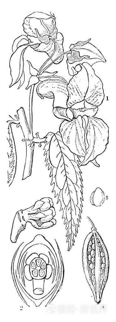 有苦瓜胚, 复古线画或雕刻插图