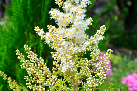 花园里的白色 astilba 花。自然花坛