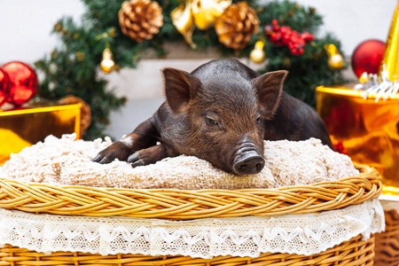 一只越南品种的黑猪坐在一个柳条篮附近的圣诞装饰。新年理念