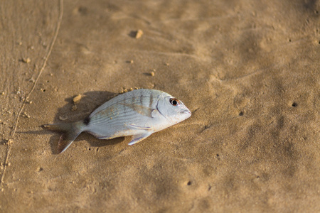 海水鱼在沙滩上