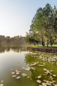 美丽的风景湖在公园在夏天天。奇妙的绿色森林。壮观的风景