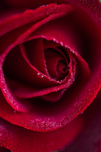 近宏摄镜头的湿的红玫瑰