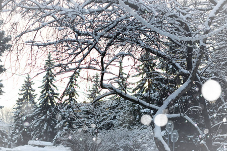 森林景观阳光冬雪