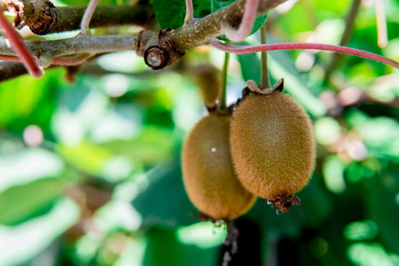红心猕猴桃果园图片