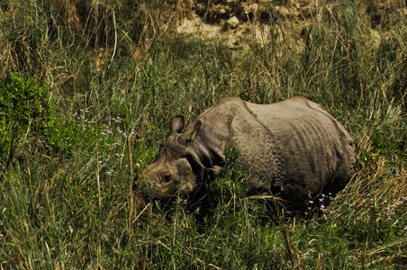 印度犀牛藏在印度和尼泊尔边境, 奇旺国家公园