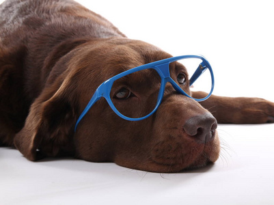美丽的狗摆在眼镜